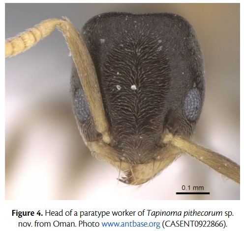 Obs_Abeilles's tweet photo. New paper in #Osmia 🐜🔴! The previous concept of the cosmopolitan pest ant Tapinoma melanocephalum (Fabricius, 1793) includes two species (Hymenoptera: Formicidae: Tapinoma) https://t.co/GgajurXqqB ! It's online ! https://t.co/d0xFXfuHFX