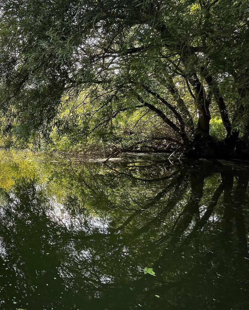 PhoebeRSmith's tweet photo. After hours spent working in a darkened room, while #WanderBoy enjoyed A/C at nursery, I decided a cool down was in order… hope you managed to find a way to chill out today too… #wanderwoman #sup #outdoorswimming #river #riverlife #thames #heatwave https://t.co/cko5ci7I5c
