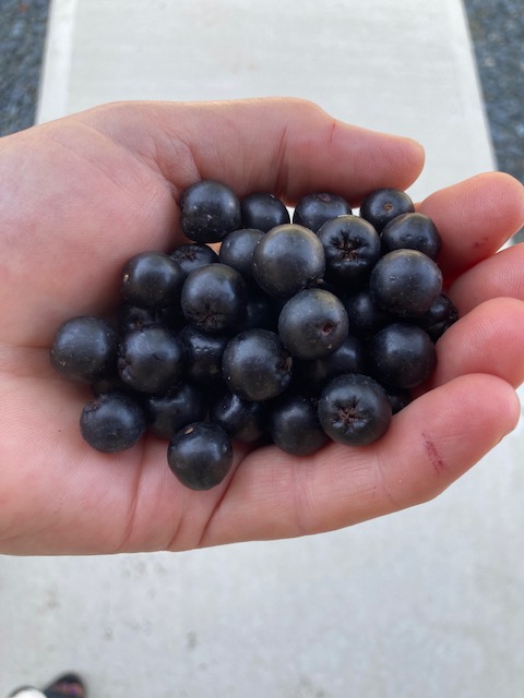 Gather a team for #UMES Extension's Aronia Berry Picking Contest Aug. 26, 10 am-noon. It's a FREE day of fun and learning about the plant. Vie for a prize for the top team and take home your berries! Lunch included with registration (required). bit.ly/3cq8ZcR