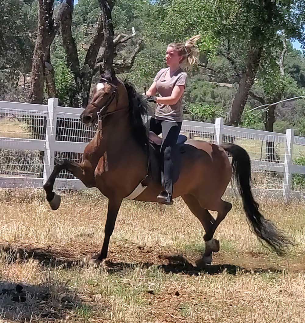 MorganShowcase's tweet image. Try BORN TO BE AWESOME at the Morgan Medallion Classic! Seasoned enough for an amateur, young enough for new adventures, this super fun 7YO gelding is just as his name implies &amp;amp; he's reasonably priced!

morganshowcase.com/born_to_be_awe…



#MorganForSale #EnglishPleasure #PleasureDriving