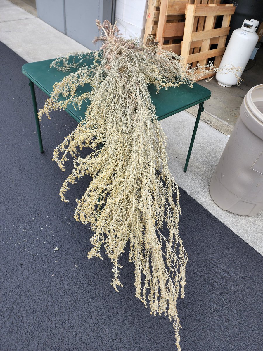 PacificDistill's tweet image. Stripping some Grande Wormwood that we harvested last year. It will find its way into future batches of Pacifique Absinthe.