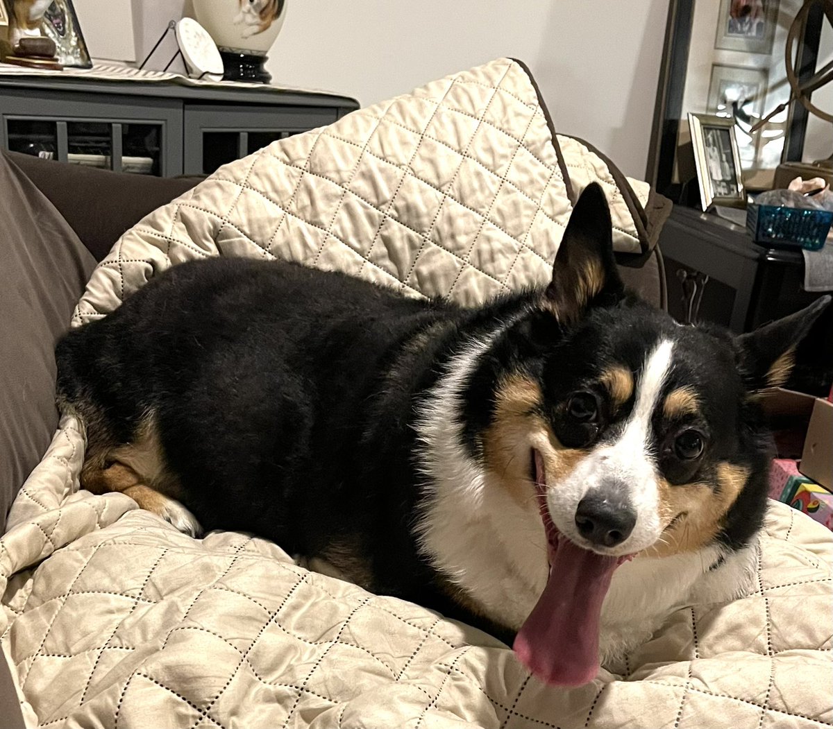 AngelaAshe's tweet photo. @wildwolfpackman 💛💛💛 I love this and miss her so so so very much. I actually just as of yesterday brought home my mothers corgi she couldn’t care for due to health. https://t.co/fjuH48L6CJ
