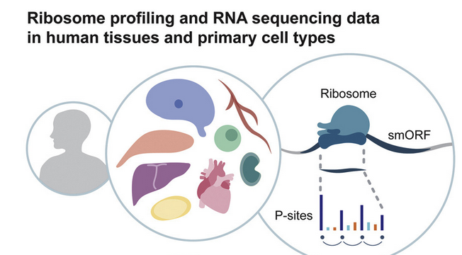 Translated small open reading frames (smORFS) have been difficult to identify in the genome, though it is known they can play important regulatory functions. Now, scientists publish a high-resolution atlas of translated smORFs in human cells. <a href="/OwenRackham/">Owen Rackham</a> ow.ly/116450JXJ5j