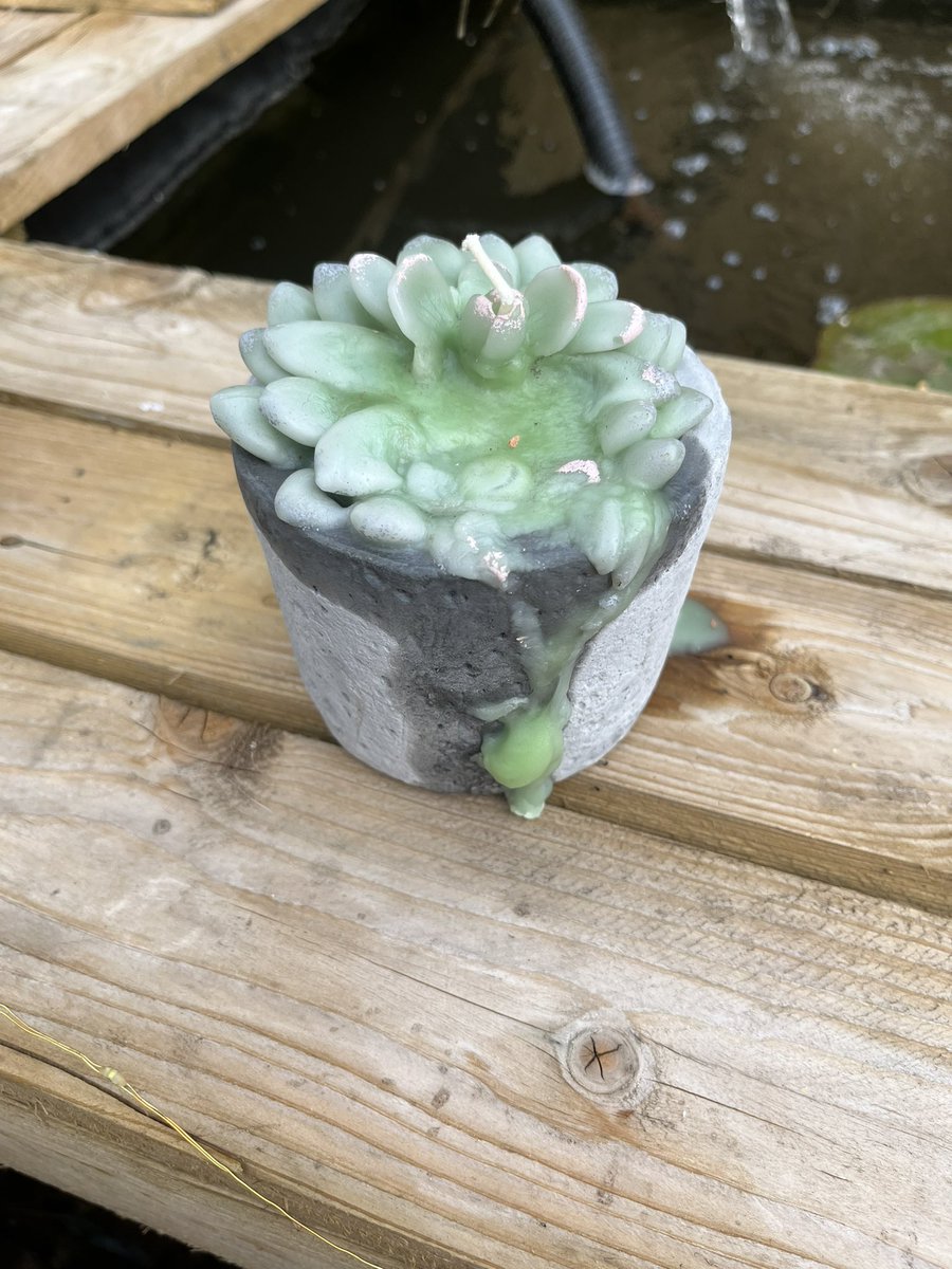 JamilaCawkwell's tweet photo. @JonMitchellITV it’s been that hot in hull my flower candles have started to melt https://t.co/zg5csxKDHo