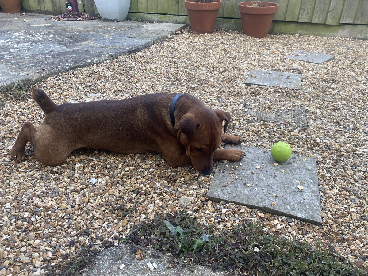 normanlakeland's tweet image. It’s so warm I can’t even look at my ball let alone play with it
#DogsofTwittter #dogs #hotdog #hottestdayoftheyear #heatwave #notfordogs