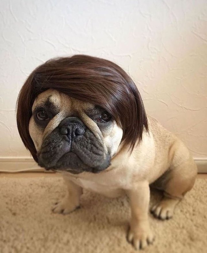Its not a phase mom🥰
Say "Yes" if you are a French bulldog Lover😍😍

<a href="/frenchielover90/">French Bulldog</a>

french.bulldog.lover Aww 
TAG a friend Follow our page 

.bulldog.lover #frenchiebulldoglover #frenchiebulldog #frenchiebulldoglover #dogsoftwitter