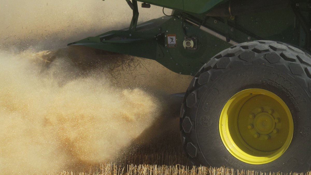 WSUSmallGrains's tweet image. Wheat harvest is underway in Eastern Washington. We hope this year is a bountiful harvest! In our latest #TimelyTopic, @WSUweeds dives into the benefits of harvest weed seed control for more than just weeds 👇🌾🚜 #GoCougs #WSU 
smallgrains.wsu.edu/wheat-harvest-…