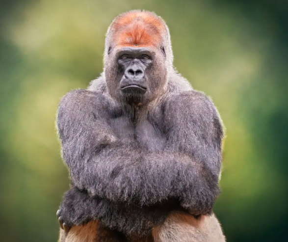 BoredApesMA's tweet photo. This is me waiting for fellow apes to follow my experimental project @BoredApesMA 

#Bama 
#Apes 

#NFTs #NFT #NFTCommmunity #NFTdrops https://t.co/ydQ4rIZri0