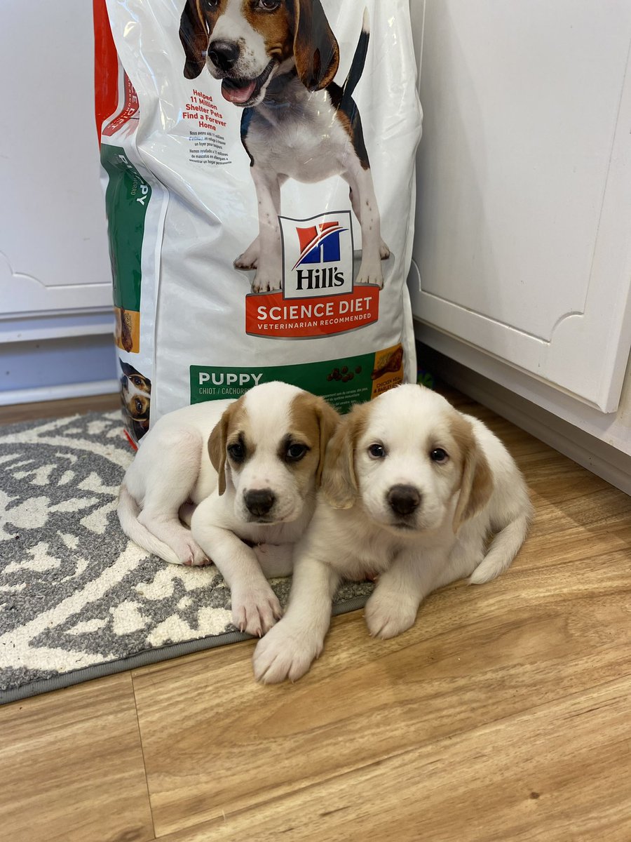 Wiggles and Pirate have figured out how I make their gruel and they’re now guarding the stash. 😂