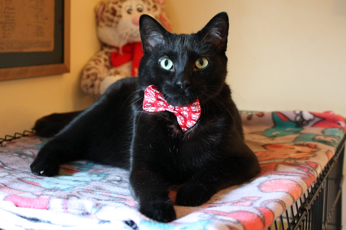 proverbialcat's tweet photo. @bohemianuwus All mine have been rescues, including 2 #FosterFailures #AdoptDontShop #FosteringSavesLives #ShelterCatsRule https://t.co/Z3vmqHMRSf