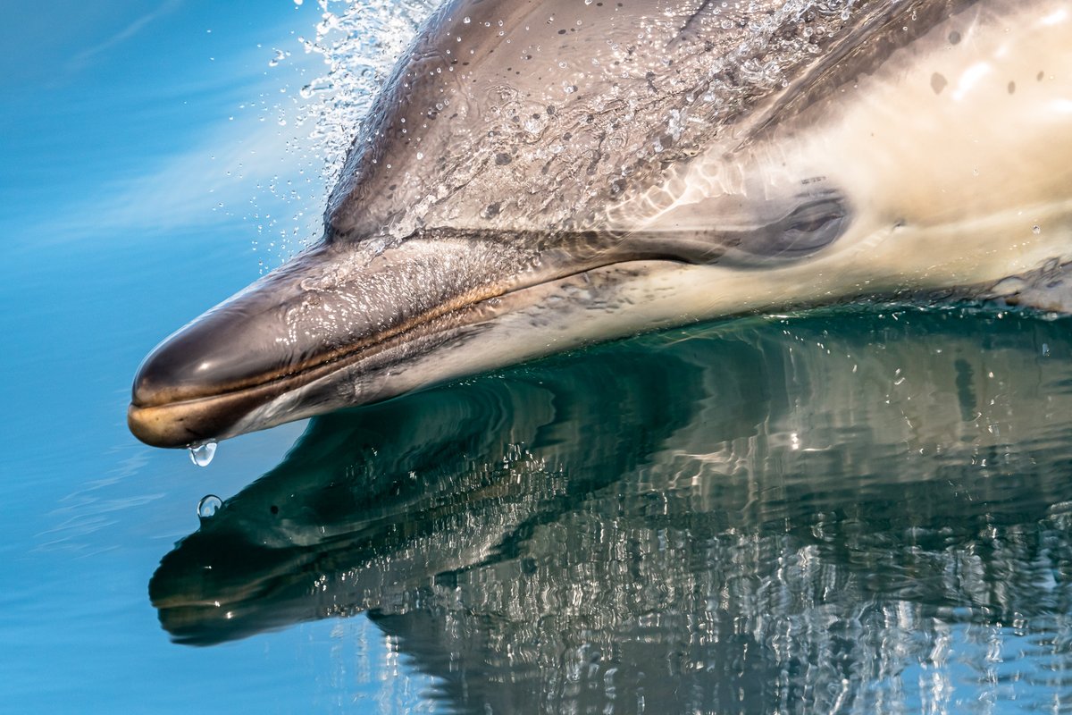 dsrjohnstone's tweet photo. Up close &amp; personal. Common Dolphins.
#wildlifephotography #wildlifephotographer #naturephotography #wildlifeonearth #natgeowild  #travelphotography #animalphotography #animalphotographer #wildlife #wild #naturelovers #wildlifephoto #wildlifelovers  #mull #scotland https://t.co/yM7Lb4IYuU