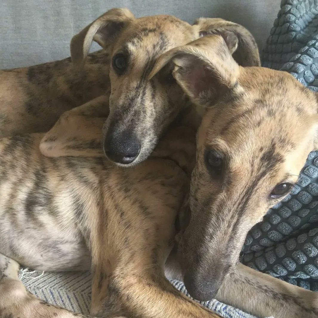 elhocicoorg's tweet image. Sara en adopción 💗
Su hermanita ya se va adoptada esta semana pero ella sigue esperando su familia definitiva.
Es una preciosa galguita de 3 meses y medio, súper buena y mimosa, juguetona y sociable.
Te has enamorado? Ponte en contacto con nosotras y te explicamos 🥰 
#Salamanca