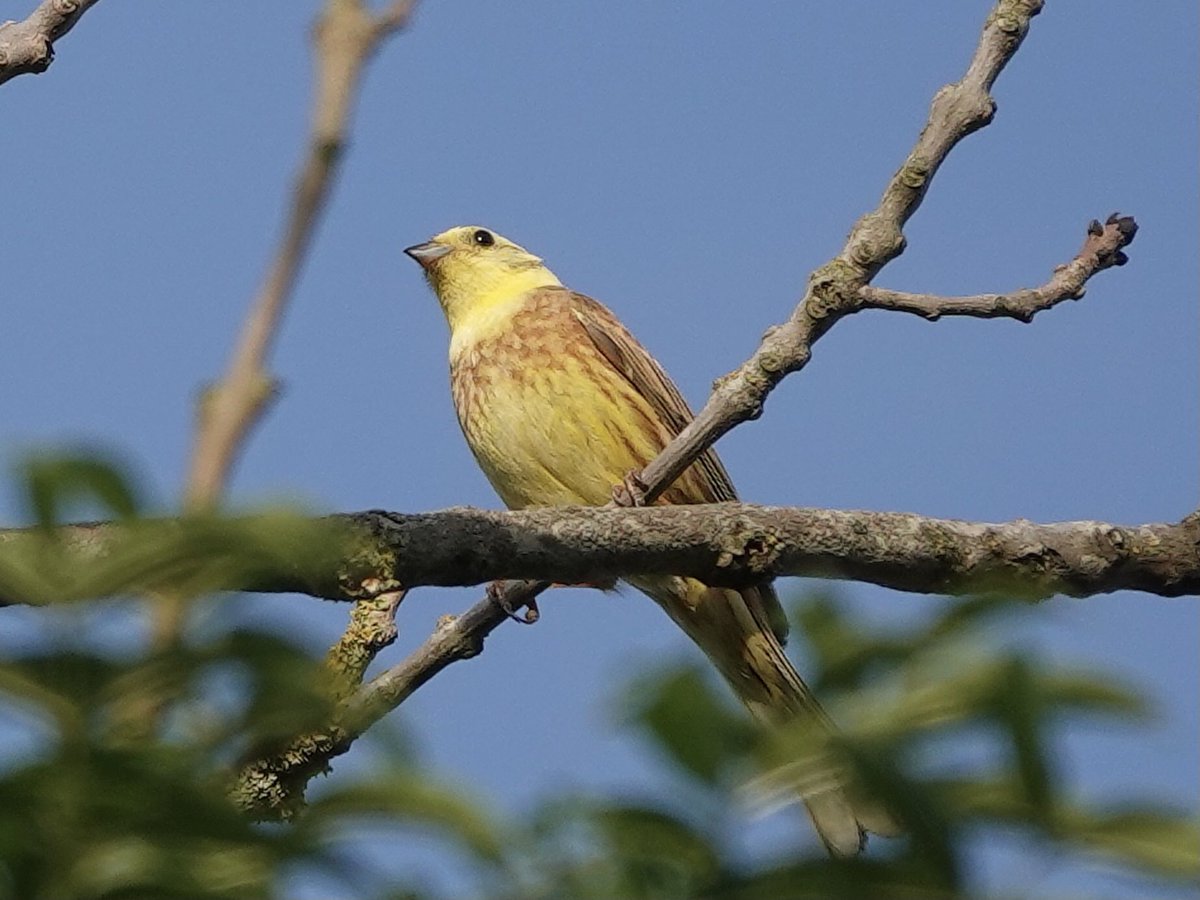 loosemum's tweet photo. My first decent shot of a Yellowhammer, in the early morning sunshine 17/7/22 #Creaton #Northantsbirds @Natures_Voice https://t.co/7pwJNFt84t