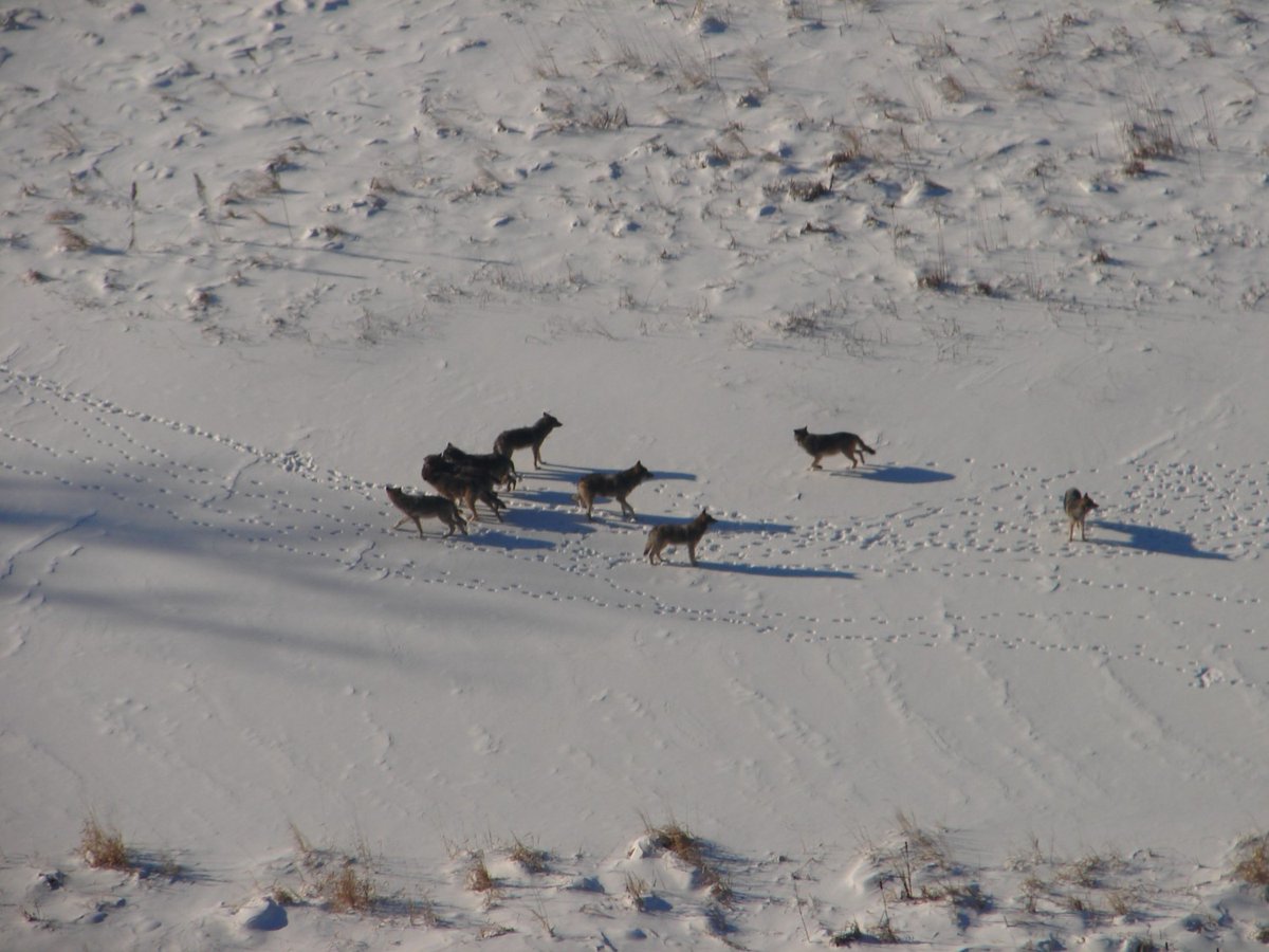 All Minnesotans have a say in how wolves are managed, and DNR has a responsibility to collect those opinions and create a plan informed by them and the best available science. Learn more about the draft plan at a webinar on Wednesday, July 13 at 6 p.m.: ow.ly/UCXR50JFR0B.