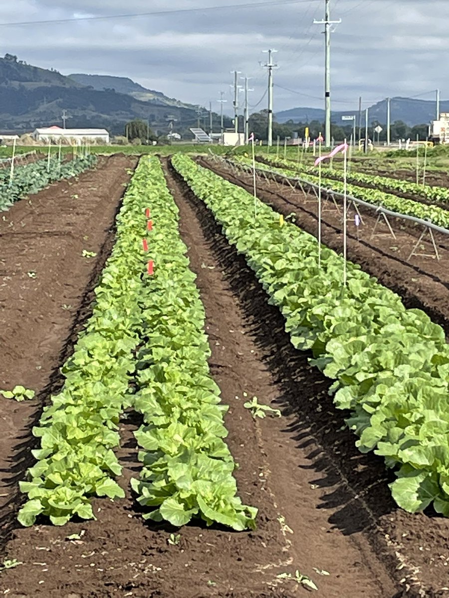 Our <a href="/EldersLimited/">Elders</a> Gatton Horticulture Technology site is progressing well. Be nice to get some sunshine now.DBM activity showing the benefits of new insecticide program options. Field walk for all on 31st August to hear from R&amp;D tech suppliers.