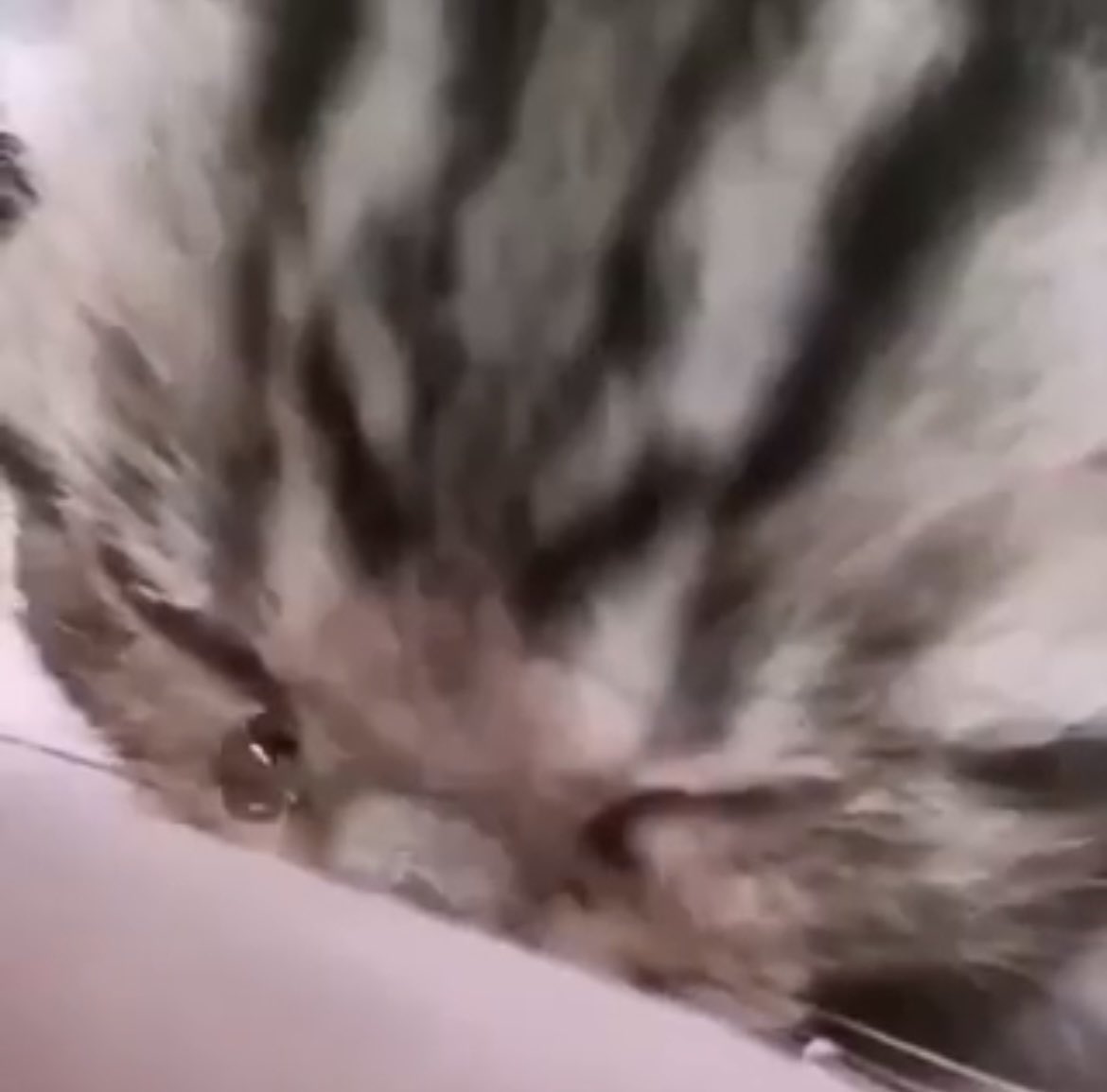 Кот плачет