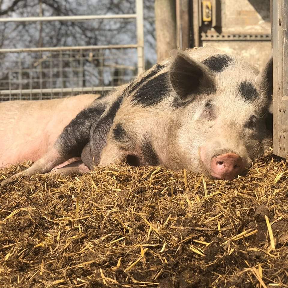Rachael57354278's tweet photo. Happy Wednesday 💗 A kinder world is possible... #bekind #vegan #lifeisbeautiful #animallovers #pigs #rescuepig #sanctuary #bacon #notbacon #choosekindness #puppylove #mentalhealth  

📷 @BTWsanctuary 🌸 https://t.co/46Xm3N5dy0