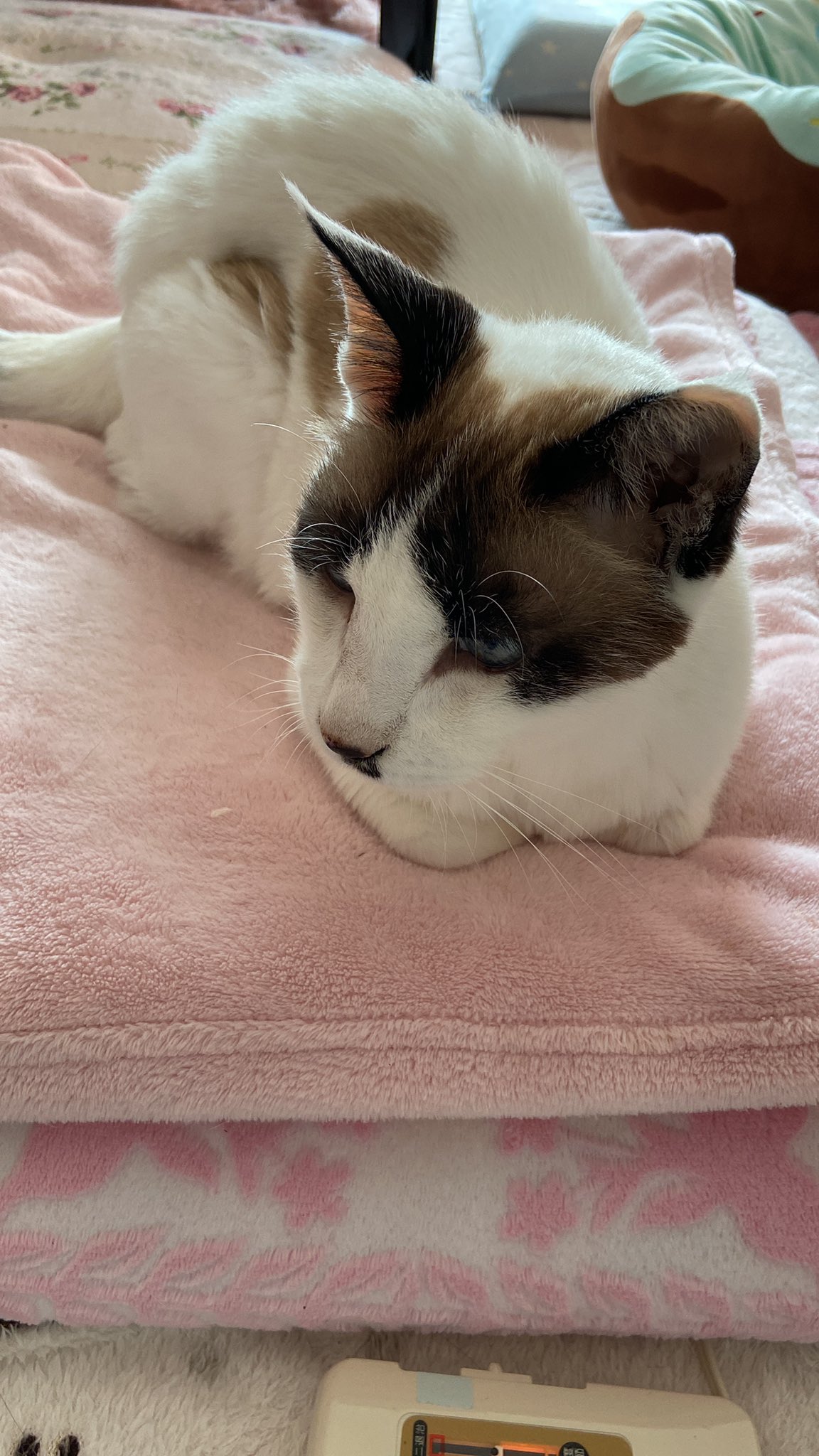 猫の便秘 Twitter Search Twitter