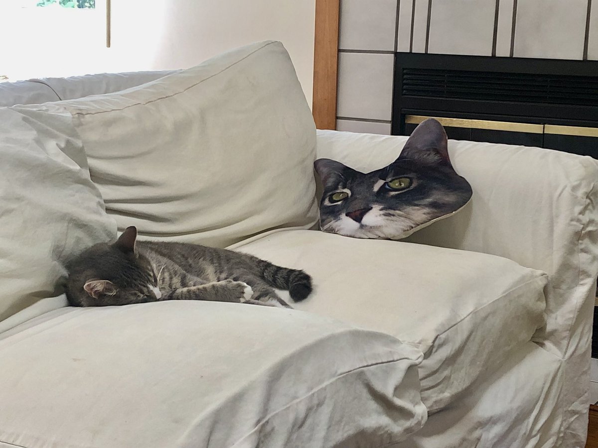 I don’t find this new couch pillow amusing. 

#newplace #movingdayisover #thecatswetweet #CatsOfTwitter