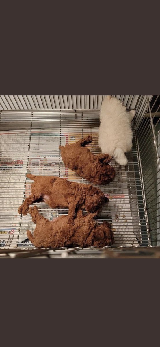 Rocketroboter's tweet photo. I thought this was fried chicken https://t.co/auHGZpLzDX