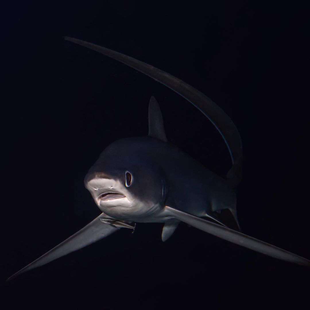 SharksEveryDayy's tweet photo. Night thresher 🌙 https://t.co/PefeiTjKgs