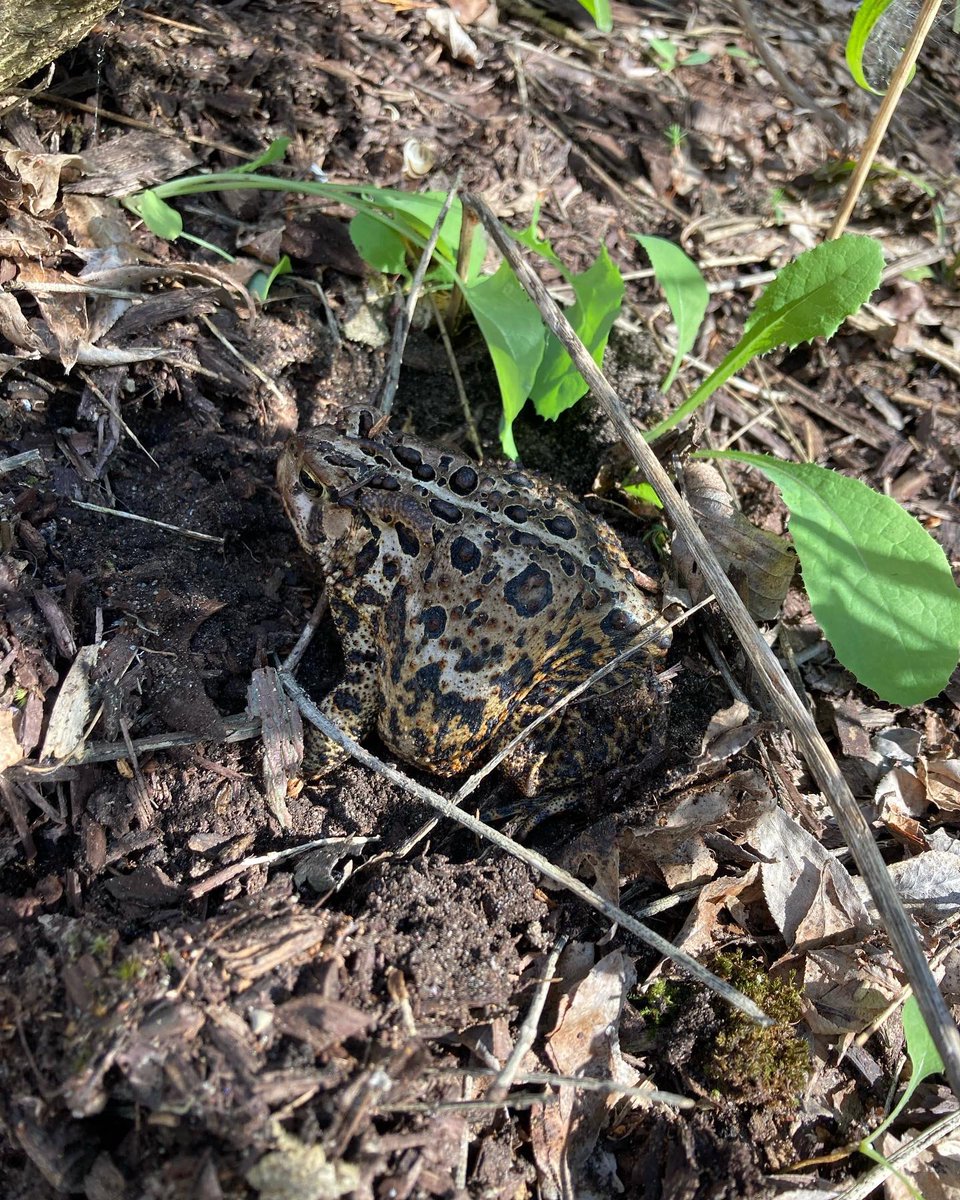 Weeding my garden (I know - don’t fall out of your chair, the garden was here)…  pulled a big green leaf and proceeded to shout when I came across this creature.  

Not moving. Not hopping away.