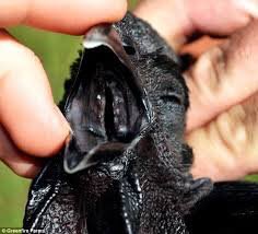 Ayam cemani is a strange breed of chicken from Indonesia. Its skin, organs eggs &amp; bones are black!