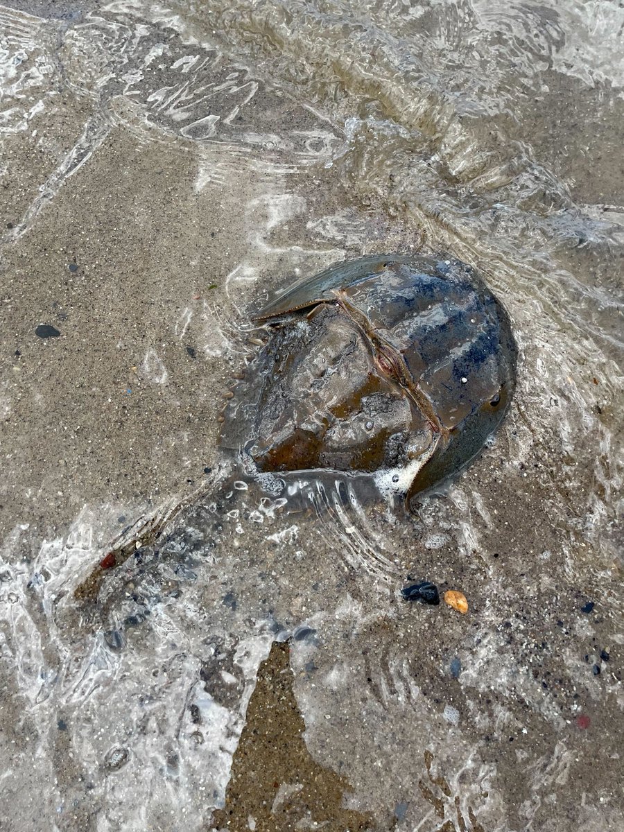 bbpnyc's tweet photo. #WildlifeWednesday - join us this Saturday, July 9 10am-12pm for Public #Seining to discover creatures living below the water's surface! All are catch and release, by trained educators. Learn more: https://t.co/dwiFJRhDEG https://t.co/TmFN8ChOdO