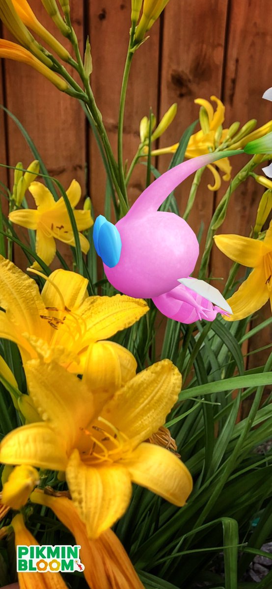 ShadeOfOpal's tweet photo. Stopping to smell the flowers 💐 #PikminBloom #Pikmin #PikminAR #ARPhoto @NianticLabs @PikminBloom https://t.co/kcPxXuNF3q