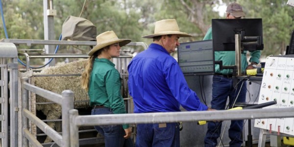 Sheep_Central's tweet image. Data underpins good genetic evaluation, or in other words, the better the data a breeder has when breeding or buying rams, the better informed their decisions will be
👉 loom.ly/dwzjFHU