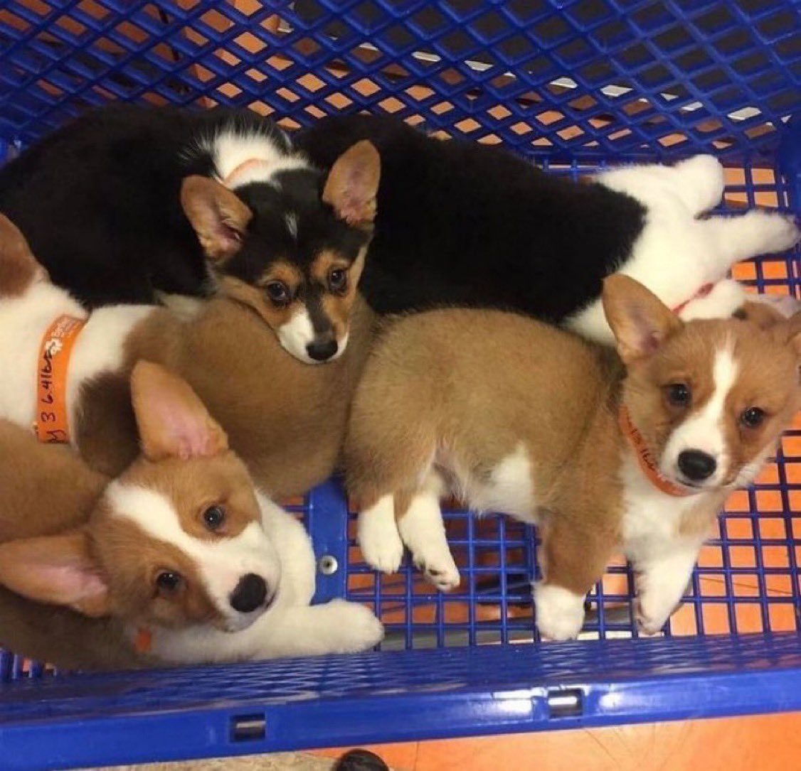 when u sneak something into the cart hoping ur mom won’t notice