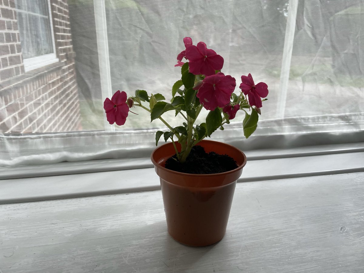 A lovely activity for patients with green fingers, or those wanting to try their hand at gardening…re-potting some pretty plants and thoroughly amercing themselves in the experience 🪴🌸 @ward_rutland @LPT_Activities @CHSInpatientLPT @HansaVaria @SkinnerCarla