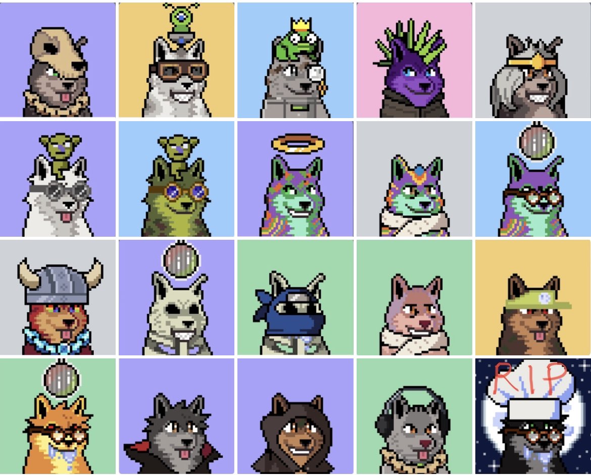 missweinstock's tweet photo. @jfx @metaadventurers @retiredroadman #timetojointhepack #Wolfpack #YKYWT I think some #goldfur or #firefur would look good on you 😉🔥🌕🐺👑 https://t.co/iqhoePq5qD