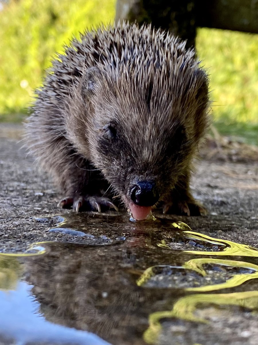 Rowland Woolley (@woolley_bear) on Twitter photo This little fellow has come wandering into the garden this evening.
Seems pretty thirsty.
No visible injuries so hopefully he’ll find his way home ok. #hoglet This little fellow has come wandering into the garden this evening.
Seems pretty thirsty.
No visible injuries so hopefully he’ll find his way home ok. #hoglet