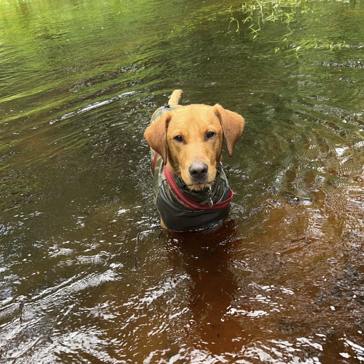 dog_rates's tweet image. This is Newt. He's a professional turtle tracker. Has one of the best snoots in the biz. Currently doing a six-week residency with @RWPZoo to help locate turtle populations of conservation concern. So far he's found and befriended more than 20 turtles this season. 14/10