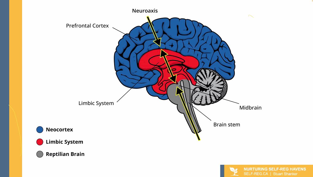 Self_Reg's tweet image. "There are #selfregulating mechanisms at each of these "levels" in the brain." ~ @StuartShanker #SRSS2022 #SelfReg