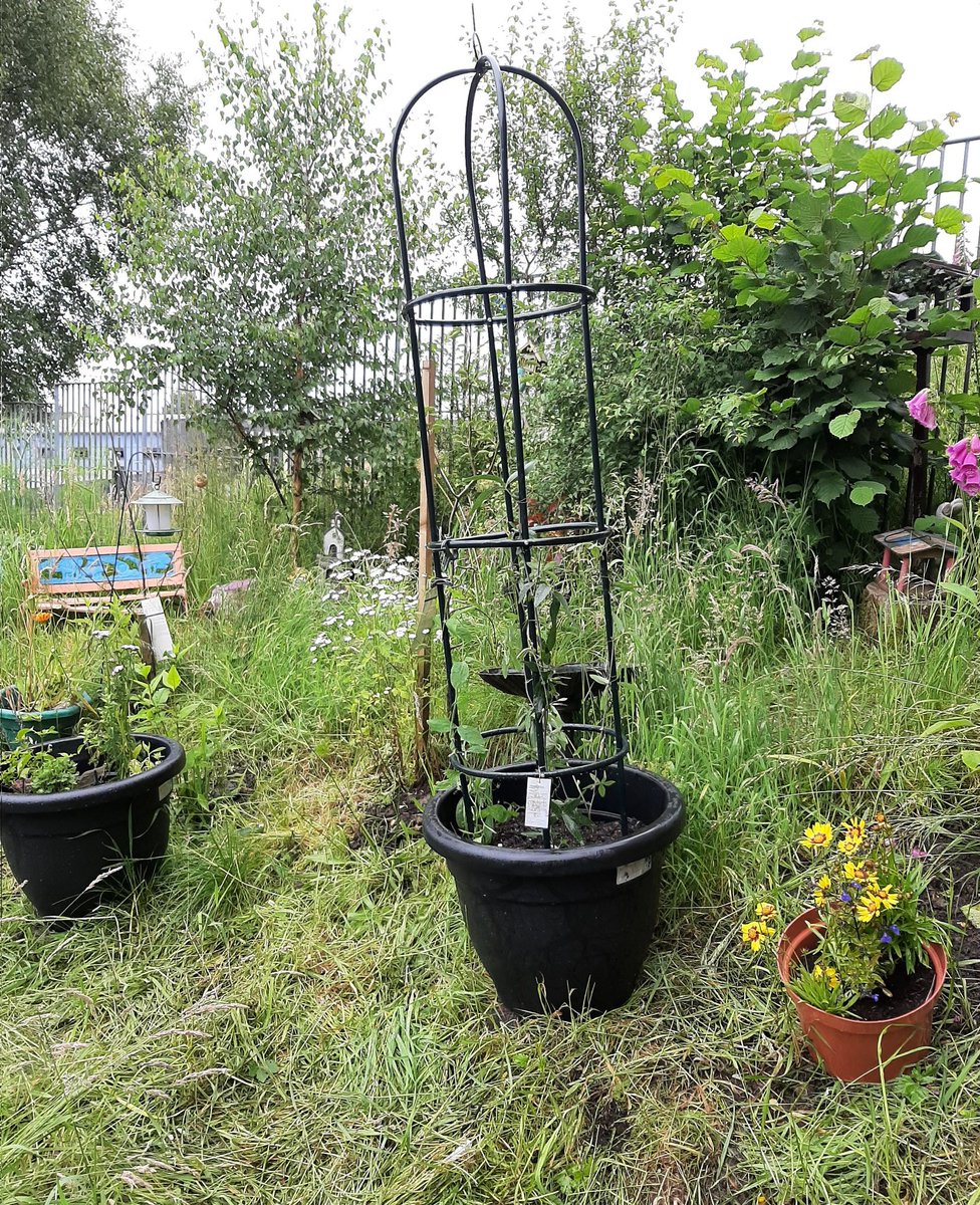 Suzieq1402's tweet photo. Yesterday @FARE_Scotland Lochend CAllotment we got to work building obelisks,archways &amp;  planting climbers in our  peaceful escape garden  Thanks to @volunteer_scot @actionearth for £250 grant . @CultivationSt @RHSSchools @Jimmy_FARE @IsobelLanglands @benedict_stem @Jeleda https://t.co/yLIGdDvTLj