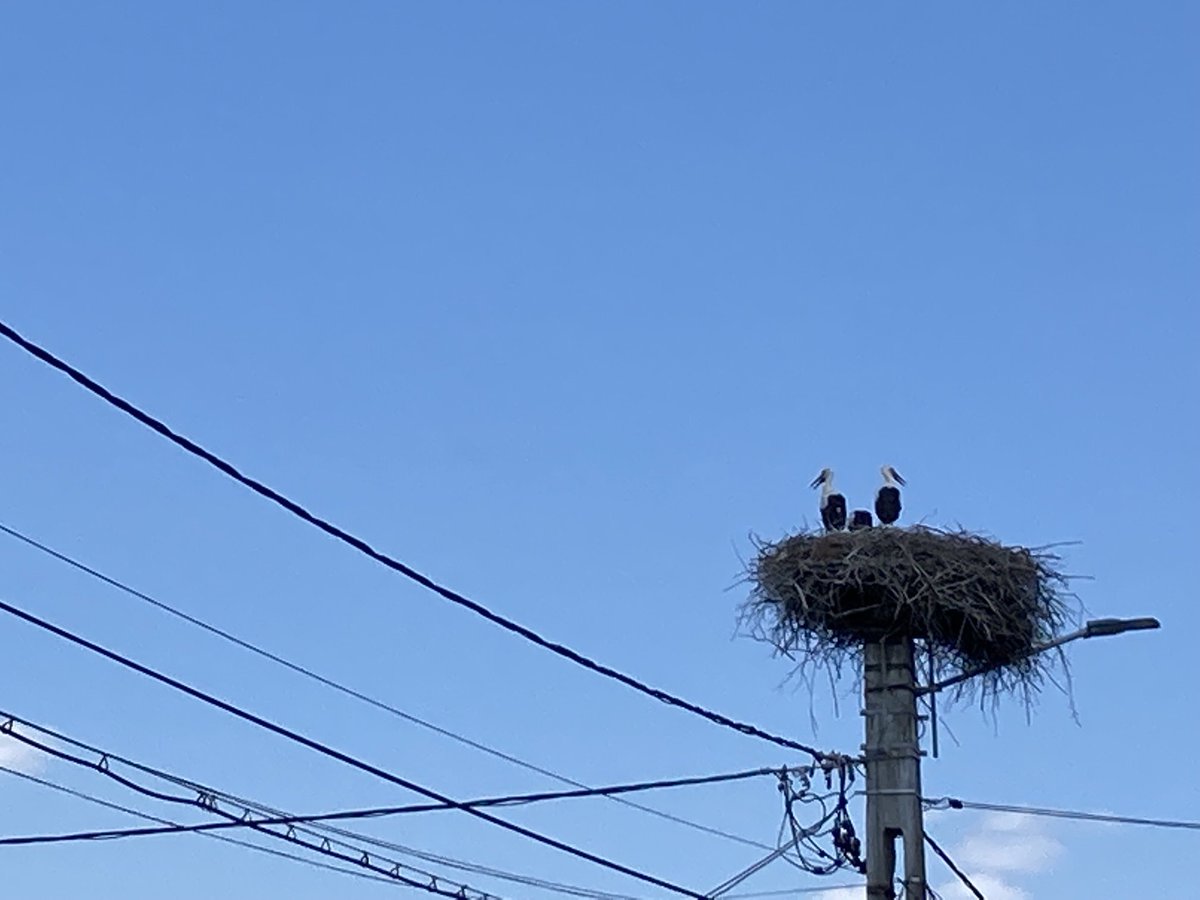 Barbara_Rudolph's tweet image. #EKiR Störche gibt es in #Siebenbürgen, auf dem Weg Richtung #Hermannstadt durch die kleinen Dörfer, überall. Aber einmal muss ich anhalten, um sie zu fotografieren. Die Jungen sind jetzt fast Flügge, die ersten üben sich mit ersten Flugsprüngen.