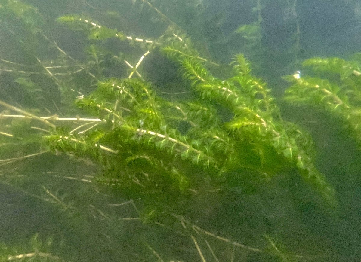 Balázs Lukács tweet media