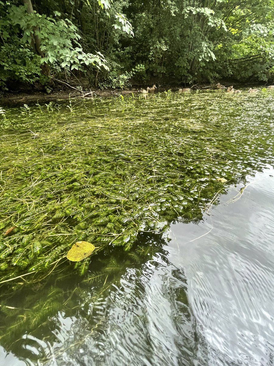 Balázs Lukács tweet media