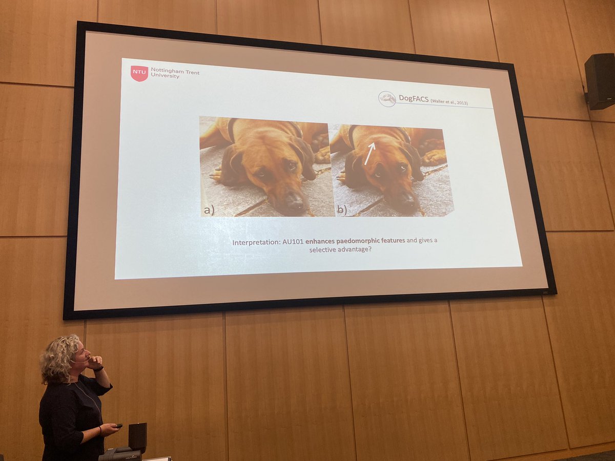 SpikyLiz's tweet photo. Privileged to attend the fascinating Inaugural Lecture by Professor Bridget Waller on the evolution of facial expressions. @PsychologyNTU @WallerBridget https://t.co/zkBgbBHyaj
