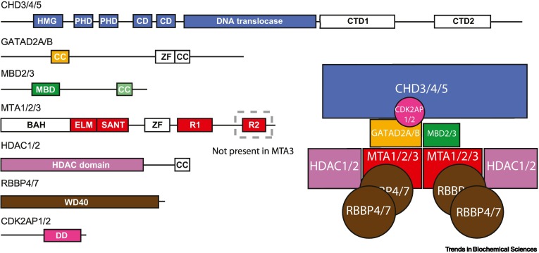 TrendsBiochem's tweet photo. Available online - the Review "A #NuRD for all seasons" by @JoelPMackay and colleagues.
#NuRDcomplex #paralogswitching #chromatinremodeling #transcriptionalregulation
https://t.co/Et3eut40jO https://t.co/oFIXd3TCfW