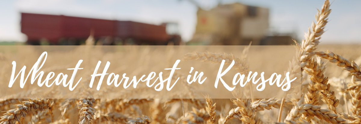 In the newest Ward Law E-News we celebrate the Wheat harvest in Kansas. Check out our latest issue here: ow.ly/4F6a50JPSNk