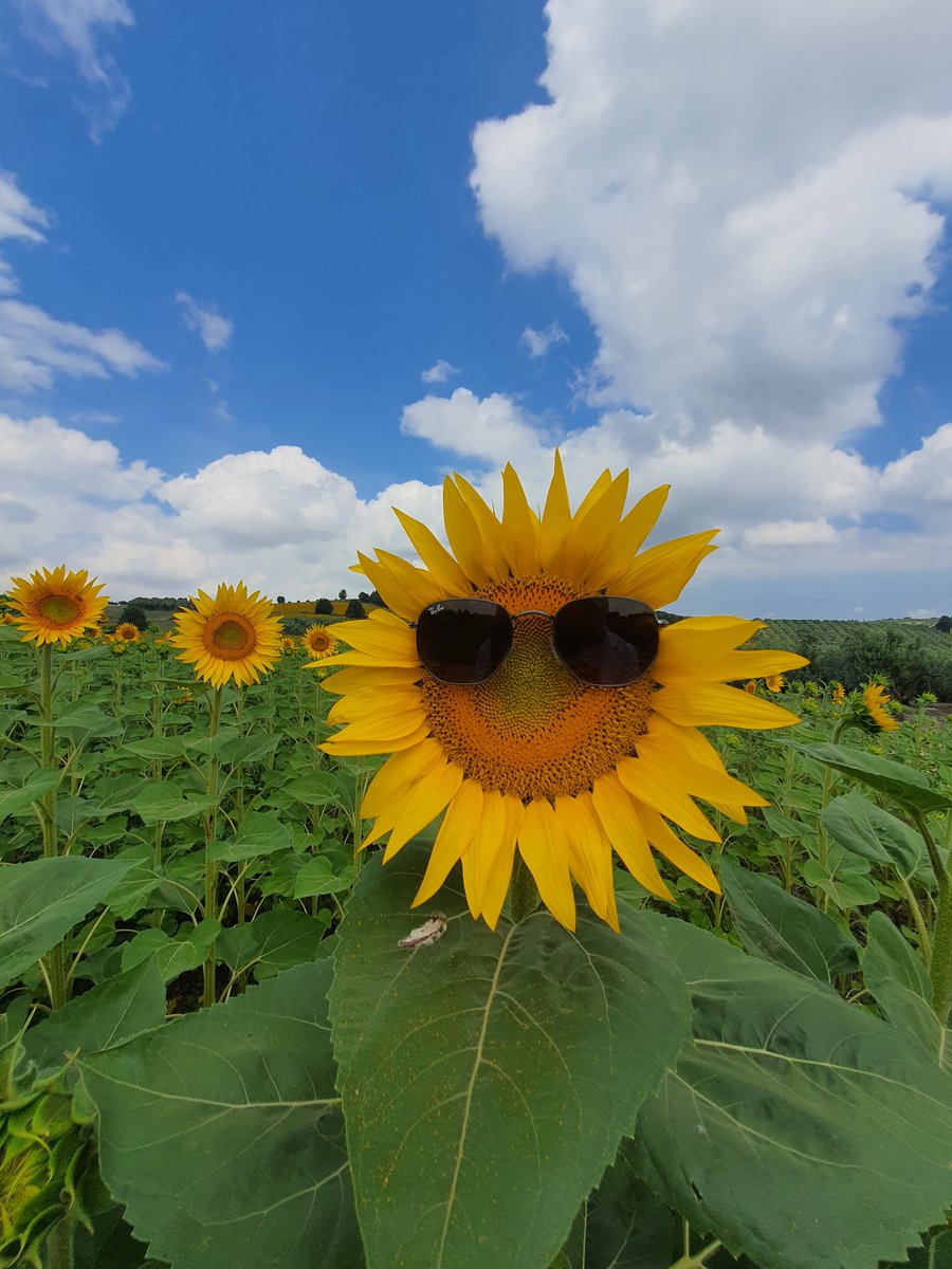 aysequlkaya's tweet photo. "Geleceğin tüm çiçekleri, bugünün tohumları içindedir." #konaklıköyü #bursa🌻 #ayçiçeği güler mi😇 https://t.co/DxzsIJQNhM
