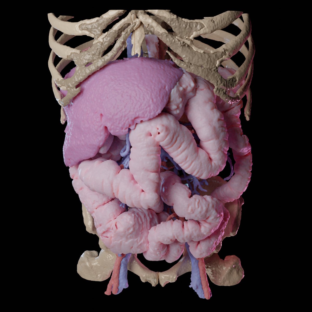 FedeEspinolaS's tweet photo. I believe that advanced 3D imaging has a bright future in surgery, from preoperative planning to education #ucl @UCLDivofSurgery @uclmedsci @itksnap @BlenderStudio_ https://t.co/OBXxsH7oVZ