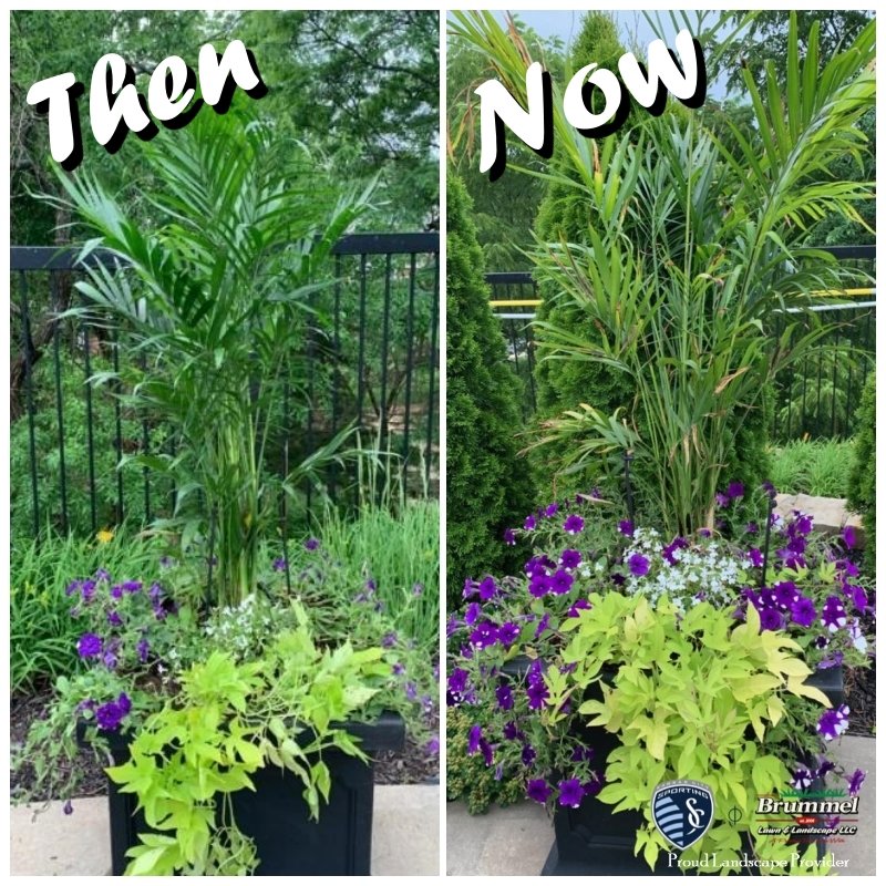 Progress picture of summer annual pots our detail team planted earlier in the season. #progress #skclandscaper #summer2022