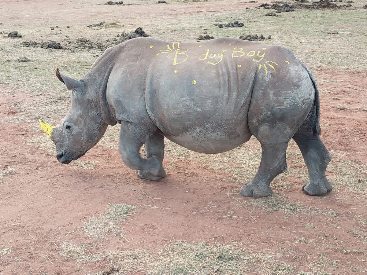RhinoWorldNFT's tweet image. World, this is Ned. It is his birthday. Say Happy birthday Ned!

Ned is one of 80+ Rhinos on site RW is helping Warriors 4 Wildlife protect in our Sanctuary in South Africa.

Want to join us? Discord opens on Monday. LFG.
#NFTCommunity #NFT