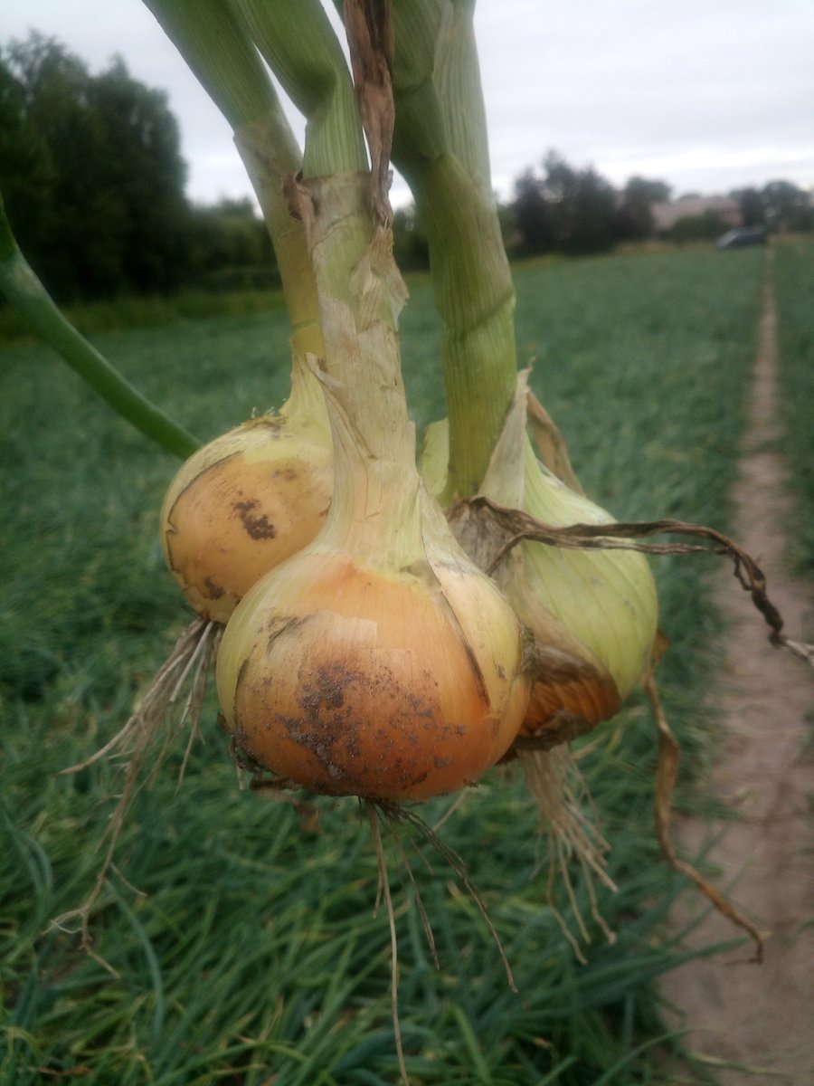 steenheul's tweet photo. plantuien #oogst 2022 https://t.co/cawHg7KwJQ