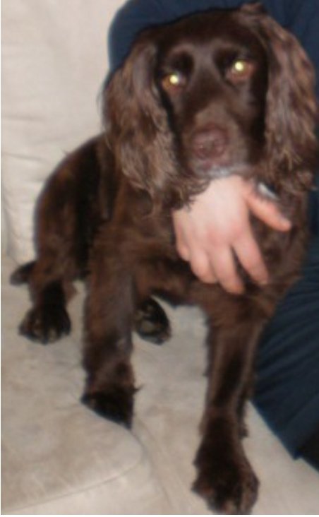 bs2510's tweet image. CHOC #SpanielHour

Male #FieldSpaniel Adult Brown
Choc has a small scar or mark near his right knee Microchipped

#Missing 03 Oct 2013 From his garden between #Silkstone and #Cawthorne, #Barnsley S75

doglost.co.uk/dog-blog.php?d…