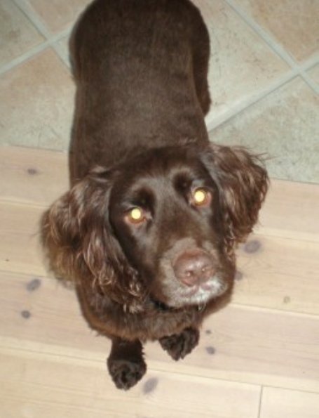 bs2510's tweet image. CHOC #SpanielHour

Male #FieldSpaniel Adult Brown
Choc has a small scar or mark near his right knee Microchipped

#Missing 03 Oct 2013 From his garden between #Silkstone and #Cawthorne, #Barnsley S75

doglost.co.uk/dog-blog.php?d…